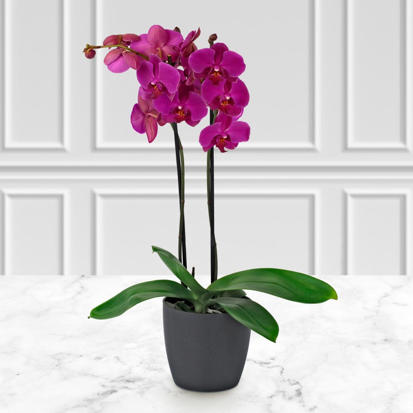 Orquídea 5” - K5078