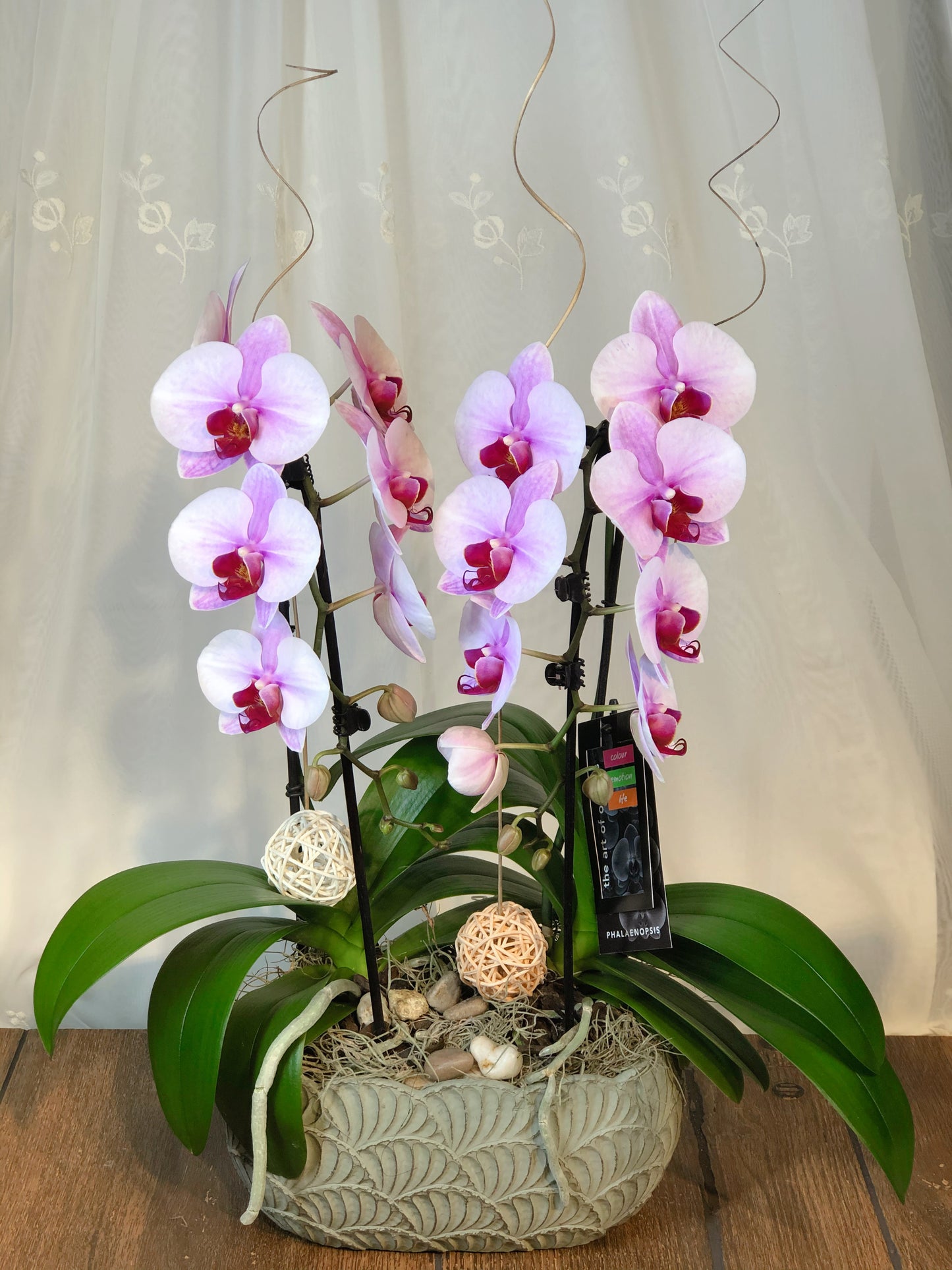 Orquídea Mini Doble Cisne - K5072