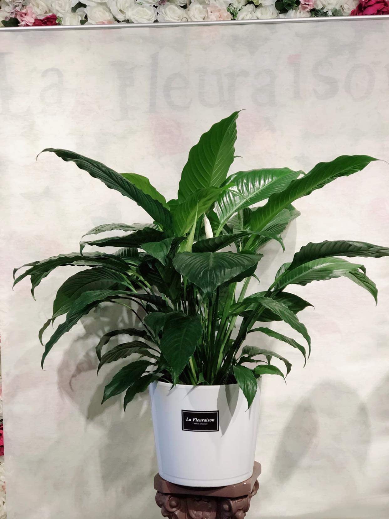 Spathiphyllum - K4661