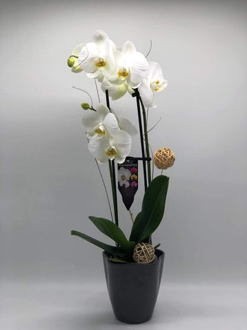 Orchid 5” - K5077