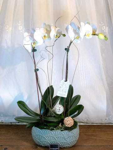 Double Orchid 5” - K5079