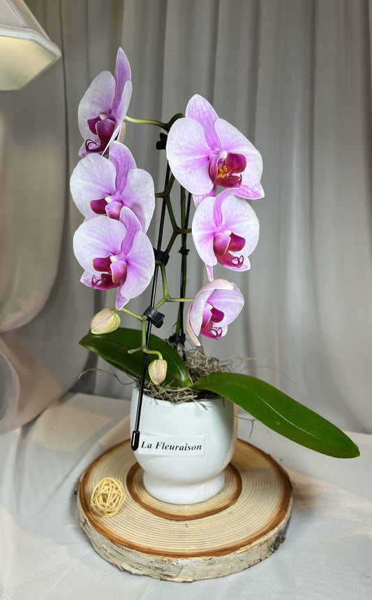Mini Orchidée Cygne - K5070