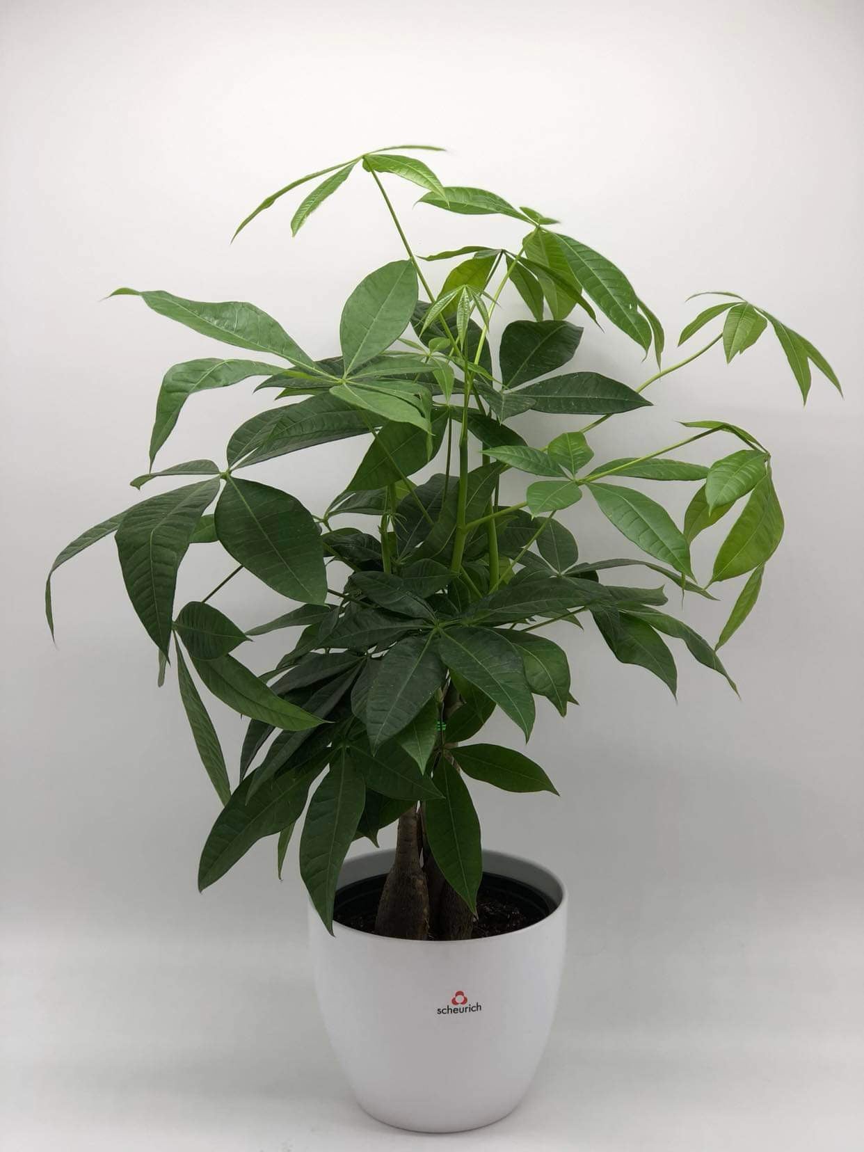 Árbol del Dinero - K5630
