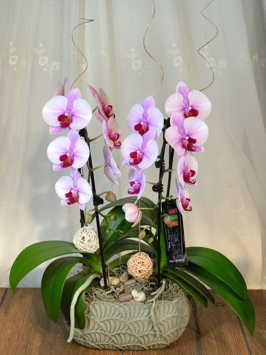 Double Mini Orchidée Cygne - K5072