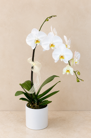 Orchid 5” - K5077