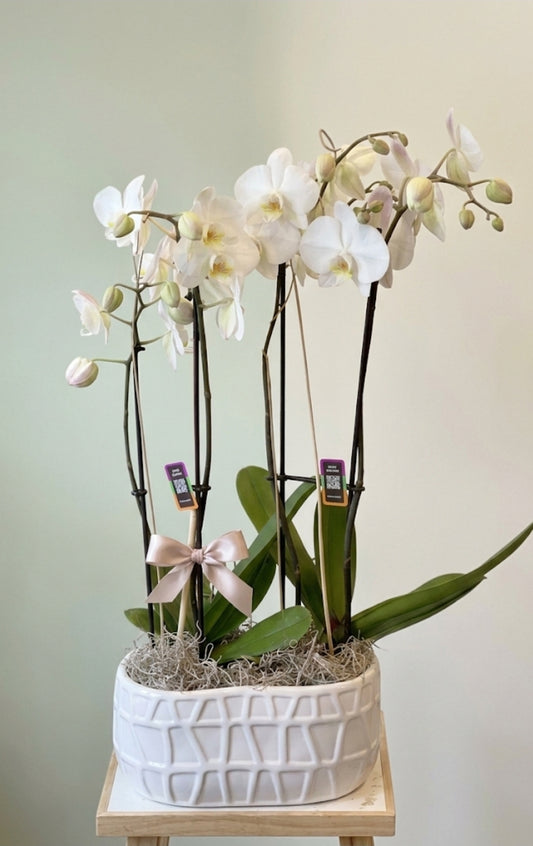 Orquídea doble 5” - K5079