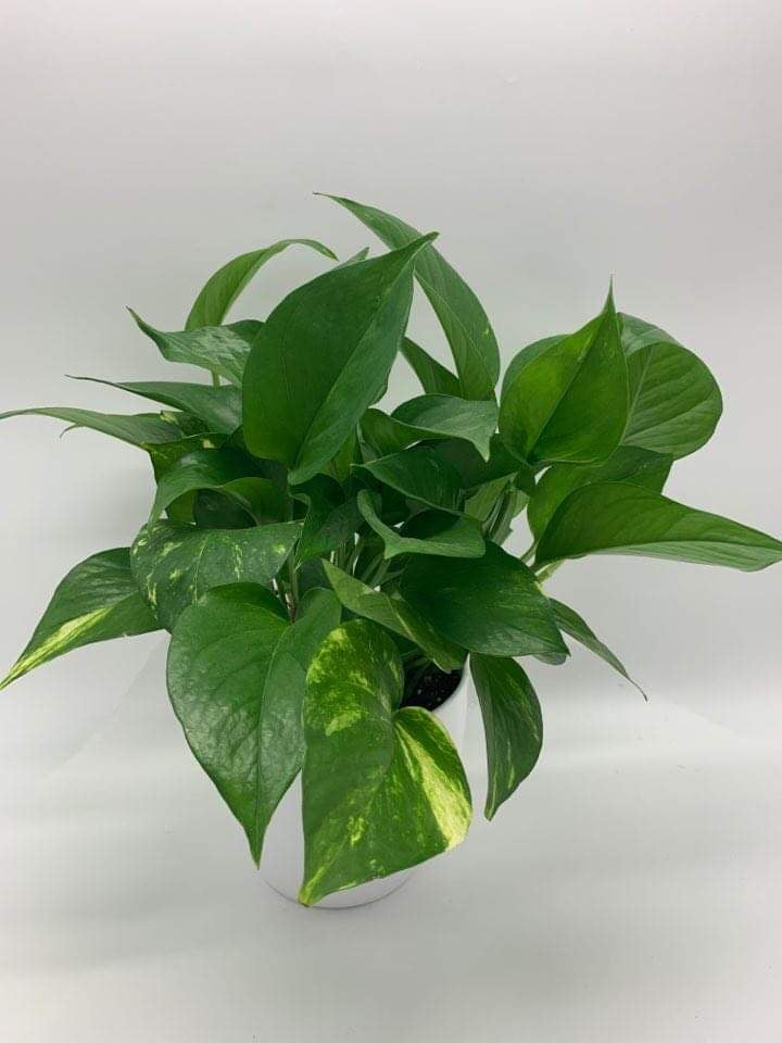 Pothos-K7001