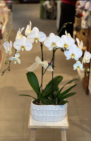 Double Orchid 5” - K5079