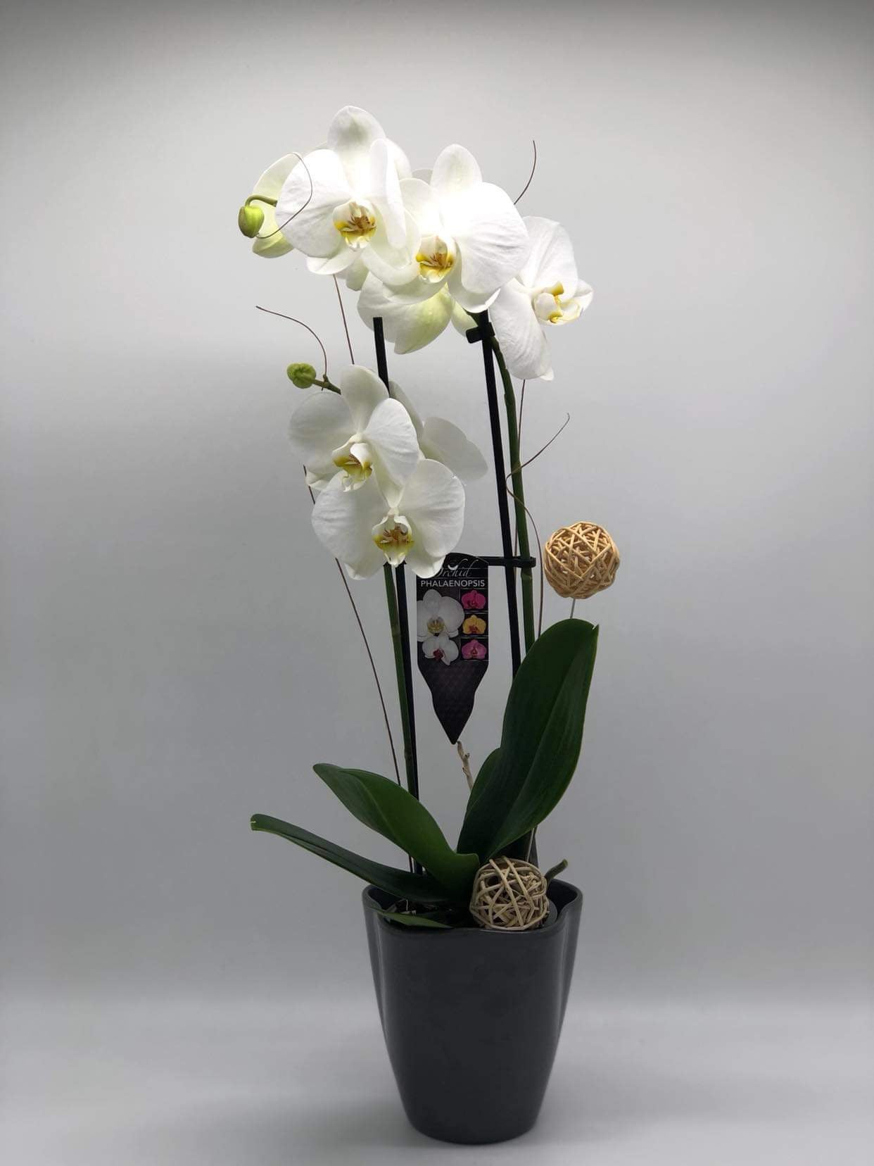 Orquídea 5” - K5077