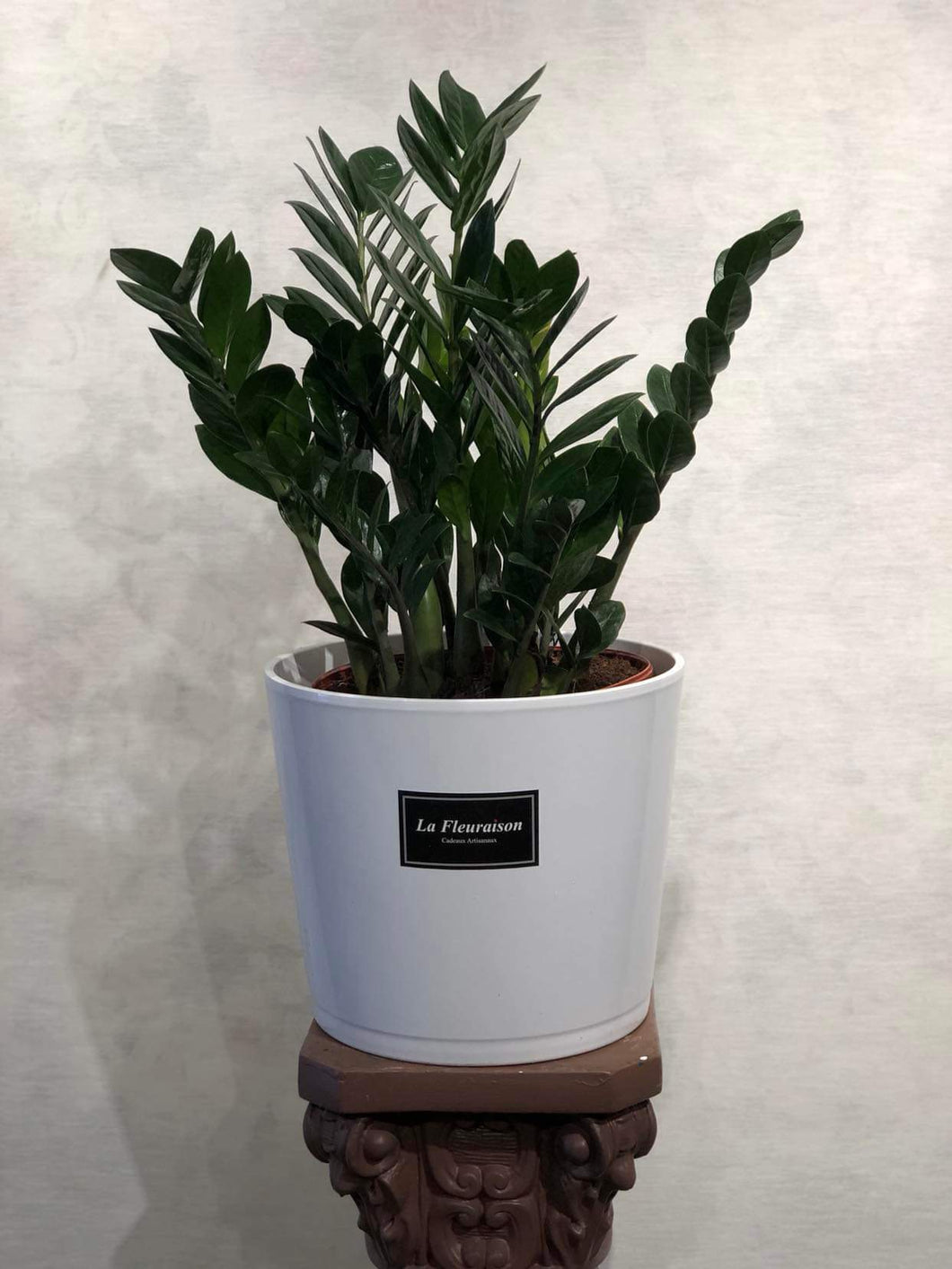 Zamioculcas 6” - K6014