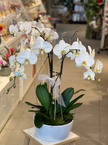 Pure Elegance Orchid - K5081