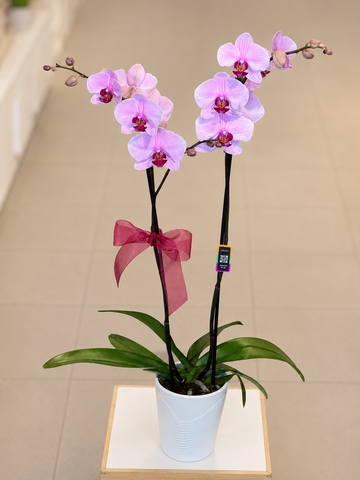 Orchid 5” - K5078