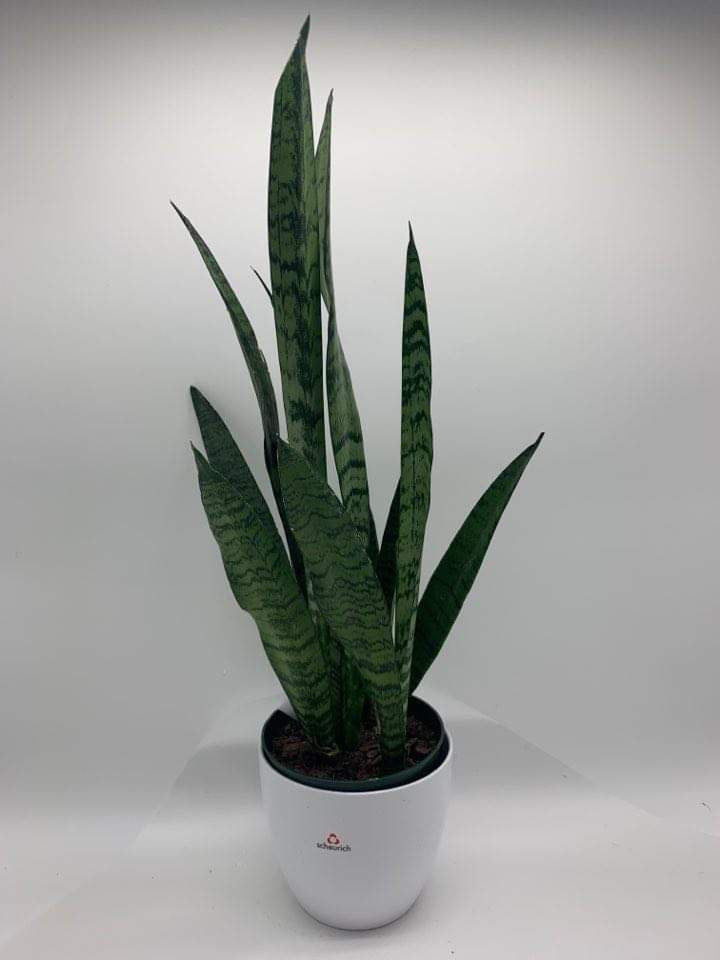 Sansevieria - K4657