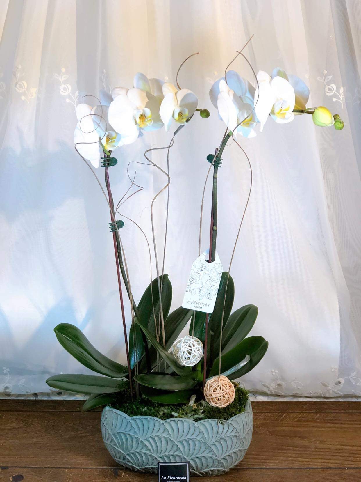 Orquídea doble 5” - K5079