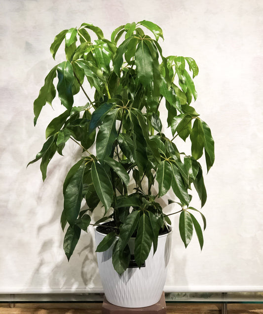 5623 - La Fleuraison